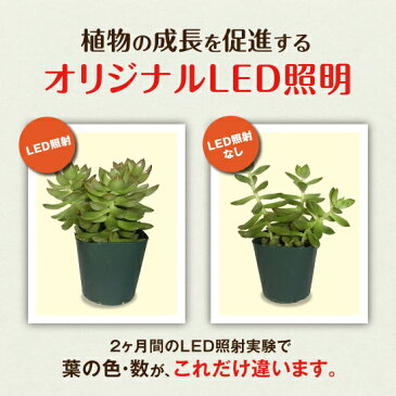 灯菜 Akarina09 白 LED植物育成ライト 照明 MAI09WH