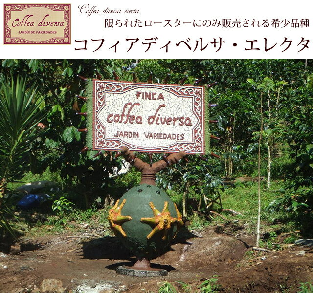 コスタリカ/コフィア・ディベルサ農園　エレクタ（Coffea diversa Erecta）シティロースト　200g【スペシャルティコーヒー】【希少品種】【コスタリカ】【SHB】