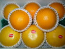 オレンジ＆グレープフルーツ1
