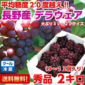 【送料無料】クール便だから鮮度そのまま!!高原で育ったブドウは大粒で旨味がギッシリ長野県松本ハイランド産完熟デラウェア秀品3L・2Lサイズ　約2kg【北海道・沖縄・一部離島は別途500円】