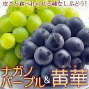 【送料無料】【敬老の日ギフト】【ぶどう】高評価レビューが物語る驚きの美味しさ!種がなく皮ごと食べられる♪ナガノパープル&黄華(おうか)【北海道、沖縄、離島は別途300円】【楽ギフ_包装】【楽ギフ_のし宛書】