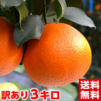 北海道、沖縄・一部離島は発送不可1月7日以降のお届けとなります！みかん王国「愛媛」の貴婦人！最高級柑橘「紅まどんな」訳あり3kg