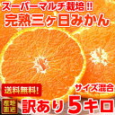 送料無料 三ヶ日みかん みかん 訳ありひと味違う濃厚果汁は絶...