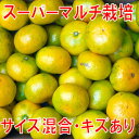  フレッシュな香りと甘味が楽しめる♪青切りみかん（極早生） 3kg+1kg増量送料無料・極早生・みかん