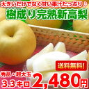 【送料無料】まさに笑激の大きさ!!しかも大きいだけでなく甘い果汁たっぷり糖度13度以上を厳選!樹成り完熟大玉新高梨3.3kg【北海道、沖縄、一部離島は別途300... ランキングお取り寄せ