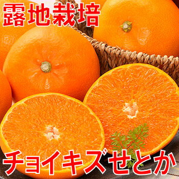 【送料無料】愛媛産チョイキズせとか3kg至高の柑橘と呼ばれる「せとか」はまさに5つ星の味わいです♪【※北海道・沖縄・離島は別途300円】