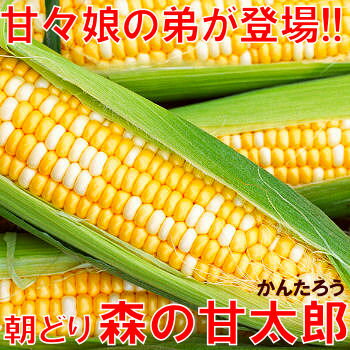 【送料無料】【とうもろこし】7月中旬ごろからの発送となります！甘々娘の弟だから美味しさそのまま♪朝どりとうもろこし「森の甘太郎」約3kg【北海道・沖縄・一部離島は別途送料300円】