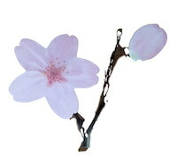 DCMR  y 1_ M z sN TN   t ʂ t[ fR[V A v^[ Xe[Vi[   pbh