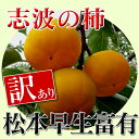 (朝倉市特産品)福岡県産志波柿 【訳あり】松本早生富有柿 M〜L 11個