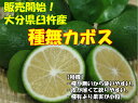 【大分県産】種の少ないカボス5キロ【わけあり】【送料無料】