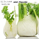 ハーブ 苗 【スイートフェンネル】苗木 料理 ハーブ苗専門店 感動する香り 産地直送 Herb