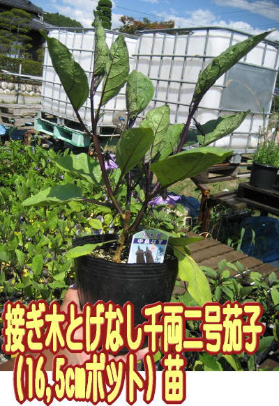 接ぎ木とげなし千両二号茄子苗