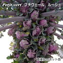 プチベール 苗 ルージュ 10.5cmポット 非結球芽キャベ...