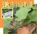 さつまいも安納いも(10本束)苗