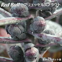 赤 芽キャベツ 苗 Red Bull ブリュッセルズスプラウ...