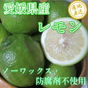 【送料無料】無農薬レモン2kg 愛媛県中島産 ノーワックス・防腐剤不使用 サイズ不揃