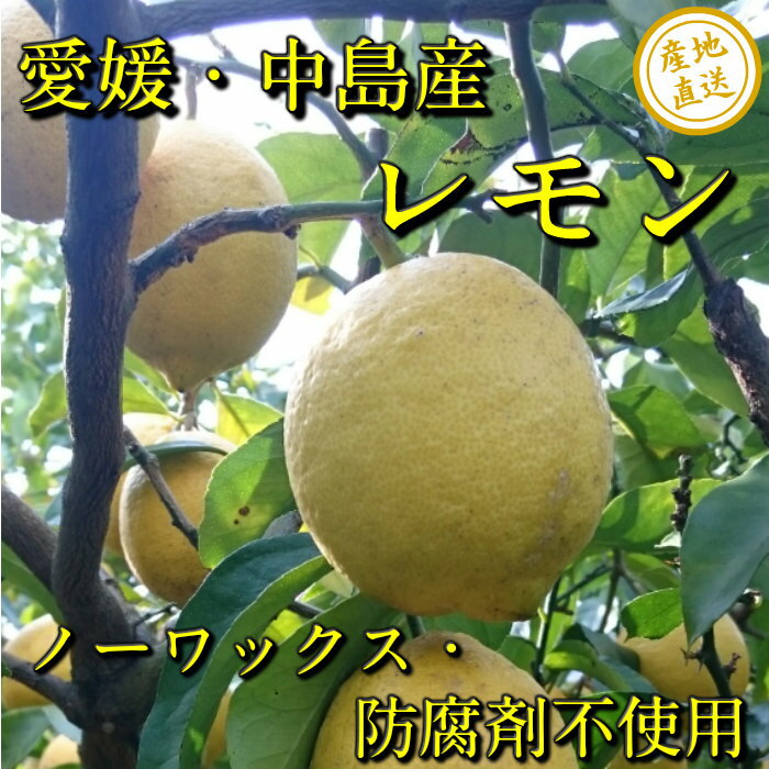 愛媛県中島産 レモン　訳あり 2kg 皮まで美味しい　ノーワックス・防腐剤不使用　サイズ不揃い