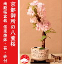 【2014年花終了】京都御所の八重桜(南殿桜)数量限定 なでんざくら 信楽焼鉢 さくら盆栽【楽ギフ_包装】