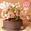 【2023年春開花】一才桜盆栽 2本立ち桜とカズラ寄せ盆栽 国産カワラ鉢受け皿付 旭山桜 自宅サクラお花見 卓上盆栽ぴったり母の日 おしゃれなプレゼントギフトに