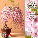 【送料無料】【桜と藤セット】御殿場桜モダンミニ盆栽 一才藤盆栽 ゴテンバザクラ イッサイフジ 自宅でお花見!さくらとふじ♪ プレゼント ギフトにも【楽ギフ_包装】