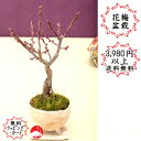 2021春開花 花梅モダンミニ盆栽 花色が選べる受け皿付作家鉢盆栽 ハナウメにギフトプレゼントに