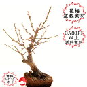 2021年春開花【盆栽素材】冬至梅 トウジバイ 白梅 シラウメ 鉢無し 花梅 ハナウメ※鉢等は付属しません