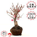 ≪花終了≫【盆栽素材】紅梅コウバイ ベニウメ 大盃梅 オオサカズキ 鉢無し 花梅 ハナウメ※鉢等は付属しませんギフトプレゼントに