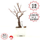 2021開花 花梅 ハナウメ 香るはなうめ 花色指定 にギフトプレゼントに※鉢等は付属しません※