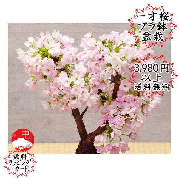 【花終了の為値下げ】一才桜盆栽　おおきめ特上樹白色プラ鉢入り　さくら盆栽　旭山桜　自宅でお…...:nakamurabonsai:10001193