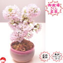 送料無料【2023年春開花】御殿場桜 さくら色中鉢盆栽 桜盆栽 自宅でお花見 ごてんば サクラ盆栽 ギフトおしゃれなプレゼントにも