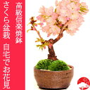 一才桜 高級信楽焼ブラウン色 さくら盆栽 旭山桜 自宅でお花見 卓上盆栽にもぴったり 桜盆栽【楽ギフ_包装】
