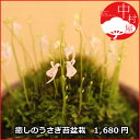 【2013年開花終了株】ウサギ苔盆栽 信楽焼鉢の苔盆栽 うさぎの花が咲きます!可愛い父の日のプレゼント・父の日のギフトにも最適 うさぎ 苔【楽ギフ_包装】