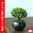 サワラのミニ盆栽 小さい中にも風格がある盆栽!父の日のプレゼント・父の日のギフトにも最適【楽ギフ_包装】