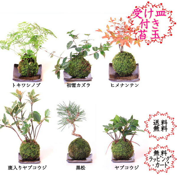 【受皿付】苔玉 こけ玉 黒松 南天ナンテン ヤブコウジ シノブ カズラ【楽ギフ_包装】敬老の日 父の...:nakamurabonsai:10000595