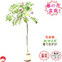 【2021春開花】モダンホワイト鉢 受け皿付き 特上京都御所の八重桜(南殿桜) なでんざくら ナデンサクラ さくら盆栽
