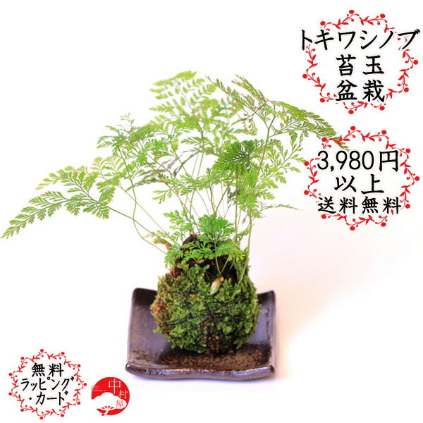 受け皿付　苔玉　こけ玉　トキワシノブ【楽ギフ_包装】人気の苔玉♪かわいいコケ玉♪