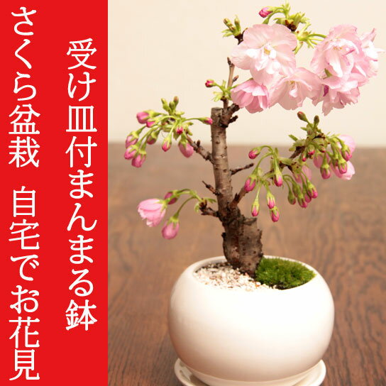 【花終了の為値下げ】一才桜　旭山桜 受け皿付白色まんまる鉢　自宅サクラお花見　卓上盆栽ぴっ…...:nakamurabonsai:10000701