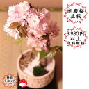 【2023年春開花】京都御所の八重桜(南殿桜)数量限定 なでんざくら 信楽焼鉢 さくら盆栽母の日 敬老・ギフト母の日 敬老・母の日 敬老・おしゃれなプレゼントにも【八重桜 ヤエサクラ モダン盆栽 盆栽 桜 盆栽和モダン インテリア盆栽 桜 盆栽 桜盆栽】 室内で桜盆栽
