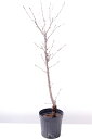 御殿場桜 ビニールポット大サイズ 庭木 植木 地植え プランター シンボルツリー お花見 ゴテンバサクラ ゴテンバザクラ