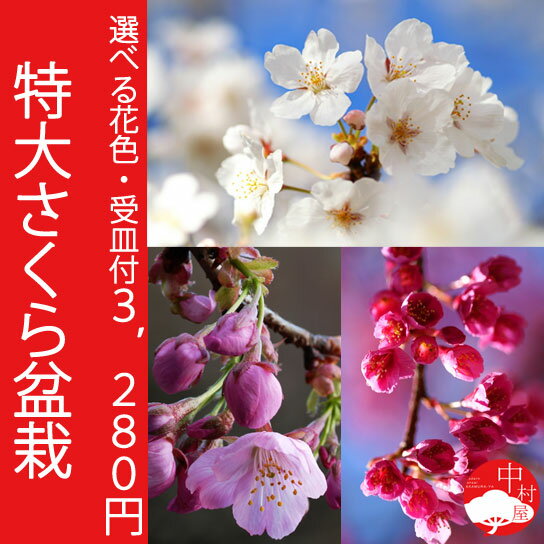 選べる桜品種6種類！数量限定　受け皿付さくら盆栽　お祝い記念樹にもピッタリ