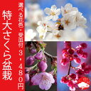 【2014年花終了】選べるサクラ品種7種類！受け皿付桜盆栽　数量限定　お祝い記念樹にもピッタリ【楽ギフ_包装】