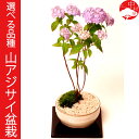 選べる山アジサイ品種10種類！数量限定　ヤマアジサイ　山紫陽花　ガクアジサイ　