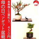 【ペアギフト盆栽】長寿梅 チョウジュバイ 五葉松 ゴヨウマツ 送料込 プレゼント・ギフトにも【楽ギフ_包装】