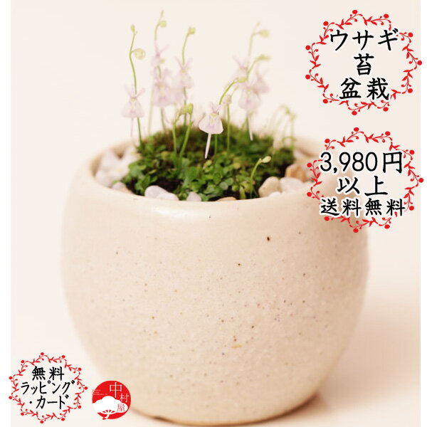 ウサギ苔盆栽　瀬戸焼白鉢の苔盆栽うさぎの花が咲きます！可愛いうさぎ苔【楽ギフ_包装】母の日…...:nakamurabonsai:10000833