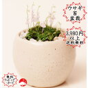 ウサギ苔盆栽　瀬戸焼白鉢の苔盆栽 　うさぎの花が咲きます！可愛いプレゼントにも最適　うさぎ　苔