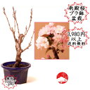 2021春開花 【プラスチック鉢入り盆栽素材】八重桜 南殿桜 なでん ナデン