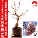 【2013年花終了樹】普賢象桜盆栽 フゲンゾウザクラ 信楽焼鉢盆栽 豪華八重桜自宅でお花見 プレゼントにもぴったり 桜盆栽【楽ギフ_包装】