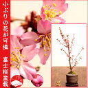【2013年花終了樹】富士桜(フジザクラ)盆栽 自宅でお花見さくら盆栽 受け皿付素焼き鉢 お祝い記念樹にもピッタリ【楽ギフ_包装】