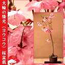 【2013年花終了樹】陽光(ヨウコウ)桜盆栽 大輪のサクラ!自宅でお花見さくら盆栽 受け皿付素焼き鉢 お祝い記念樹にもピッタリ【楽ギフ_包装】