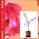 【2013年花終了樹】寒緋桜(カンヒザクラ)盆栽 濃いピンクの早サクラ!自宅でお花見さくら盆栽 受け皿付素焼き鉢 お祝い記念樹にもピッタリ【楽ギフ_包装】